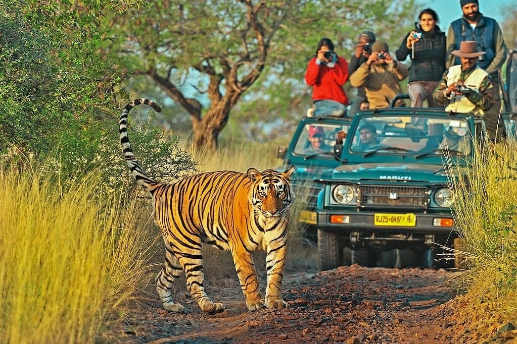 Wildlife safari in Ranthambore Rajasthan